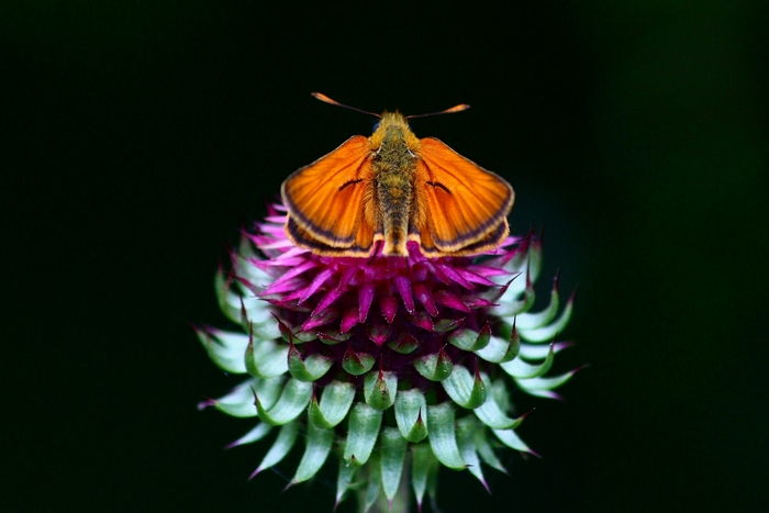 Esperidi da identificare